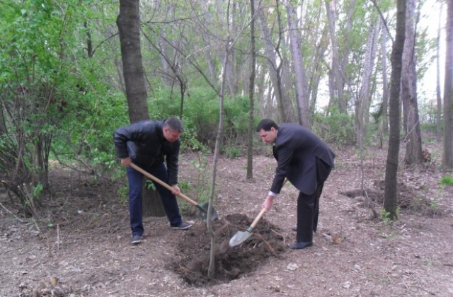 2000 нови дървета и 1 милион цветя разкрасяват Пловдив