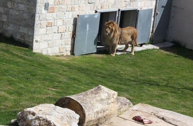 Ешерихия коли убила лъвицата, подарена на Сараево от Варненския зоопарк