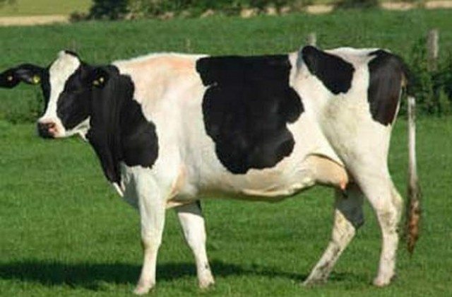 Специализирано говедовъдно изложение се провежда на Минералните бани