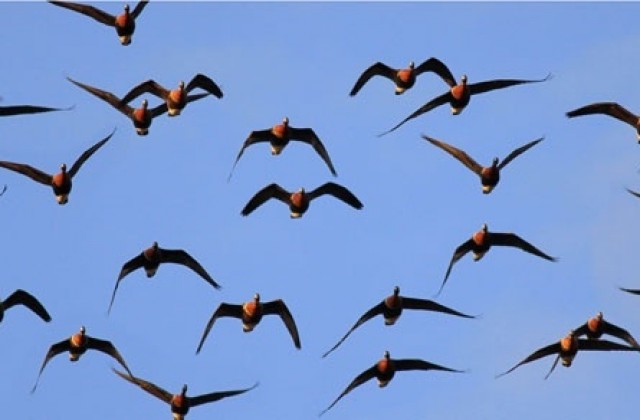 Филм за редките диви птици показват в Добрич