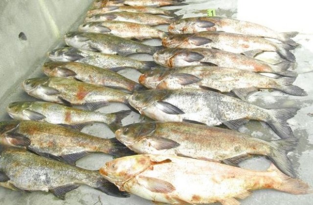 С половин тон незаконно уловена риба са задържани двама мъже