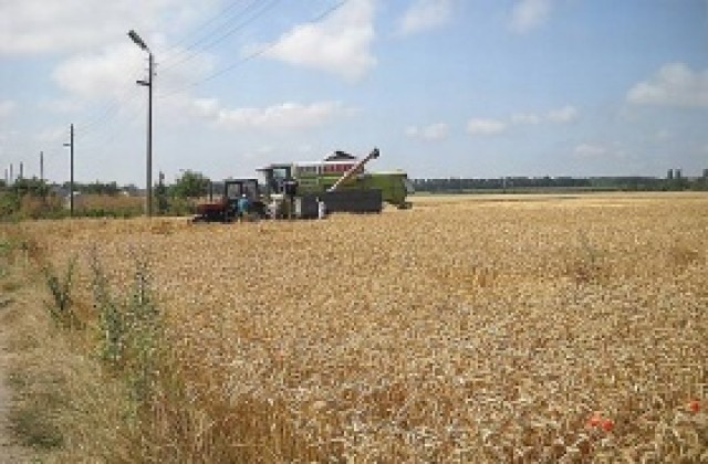По-добро качество на пшеницата очаква зам.-министър Явор Гечев