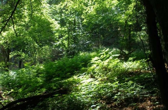 В Ловешко инициират ежемесечно почистване на природните паркове