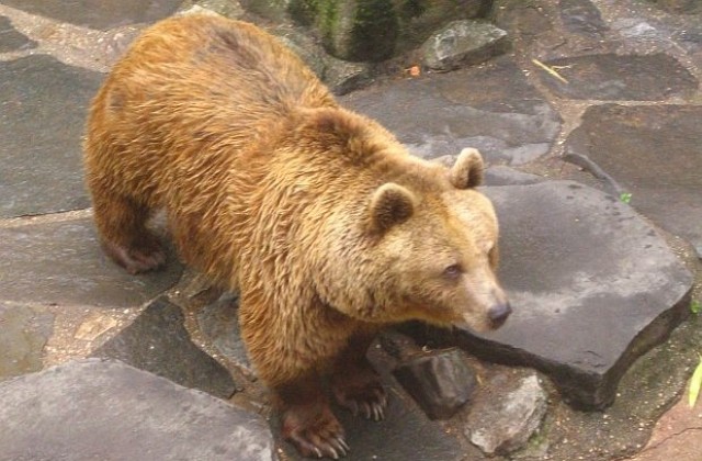 Видео: Гладна мечка краде контейнери за смет
