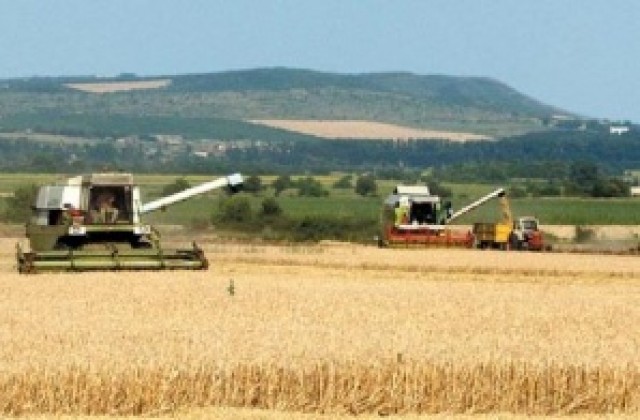 470 кг от декар е средният добив на пшеница в областта