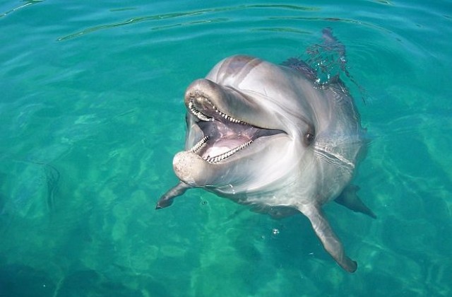 Делфин подари риба на тийнейджърка