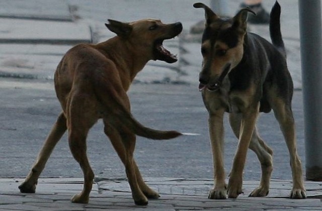 Кучета нападнали дете в Димитровград