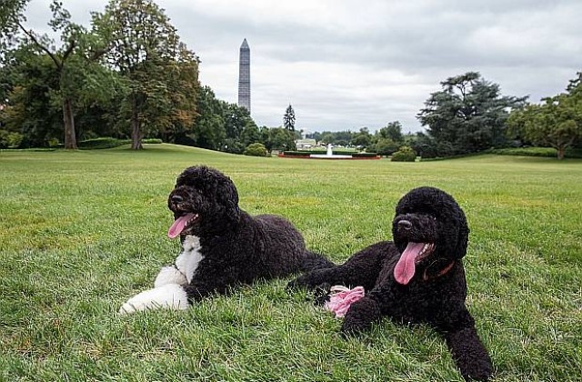 Семейство Обама си взе още едно куче