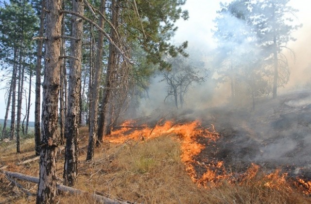 Пожарът в Свиленградско локализиран върху 20 000 дка