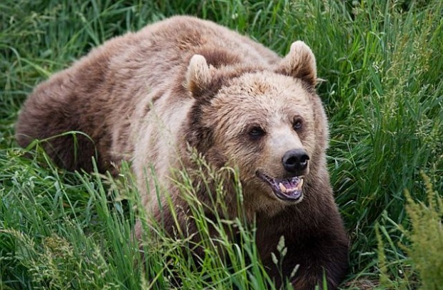 Руснаци пребиха мечка в Полша, помислили я за пазач