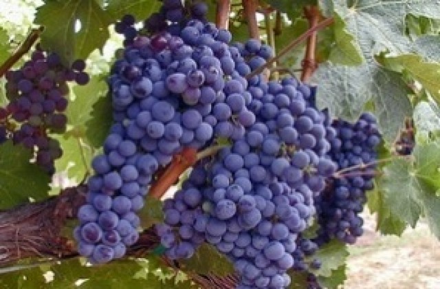 Добра реколта от грозде отчитат в Сливенска област