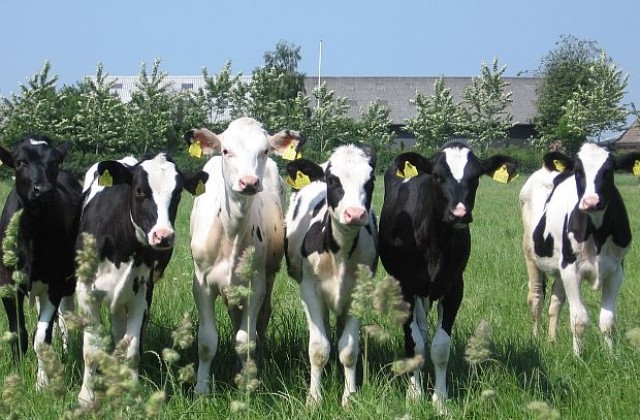 Влак помете стадо крави в Чехия, уби 17 от тях