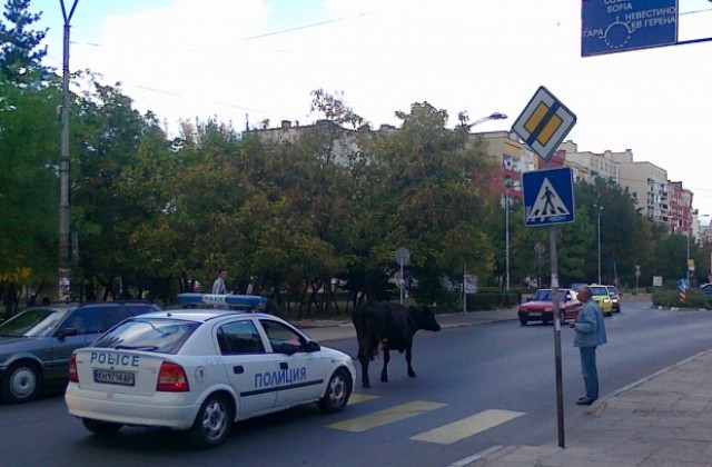 Крава „дефилира по главната улица на Кюстендил