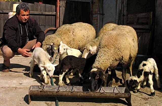 Представят родното овче мляко и месо на 16 милиона европейци
