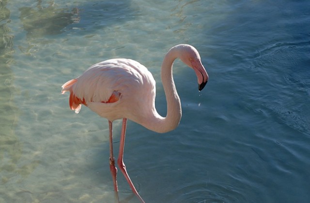 Розово фламинго обитава Атанасовското езеро в Бургас