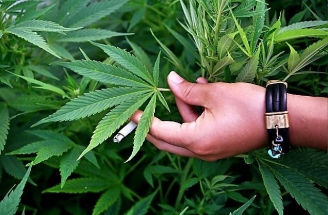 Рекорден брой американци искат легална марихуаната за развлекателни цели
