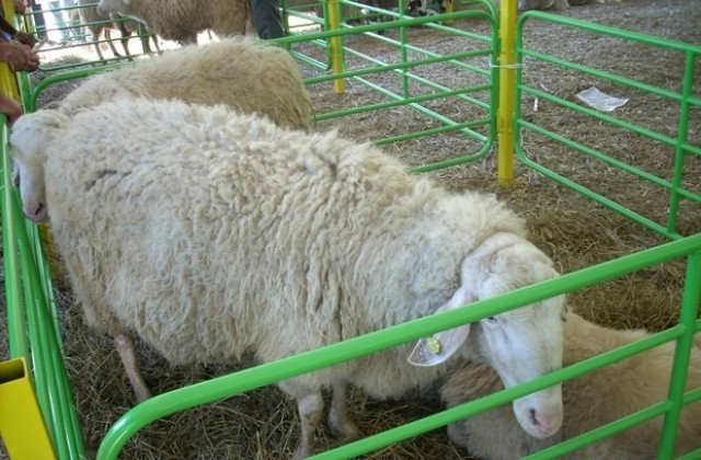 Овцеферма от златаришко изнесе десет коча в Молдова