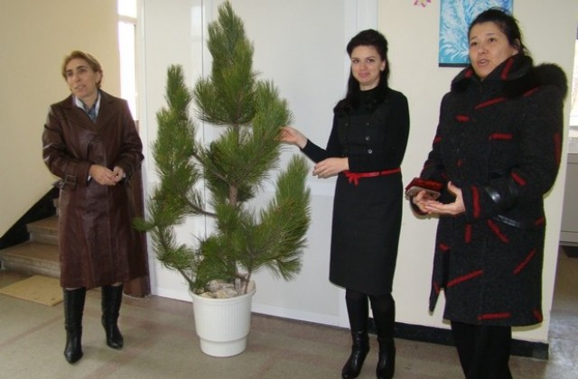 55 коледни елхи дарява общината на детски и социални заведения в Димитровград