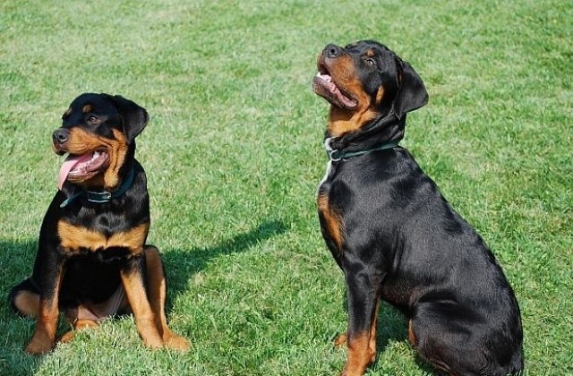 Варненските домашни кучета вече имат седем градинки за разходка