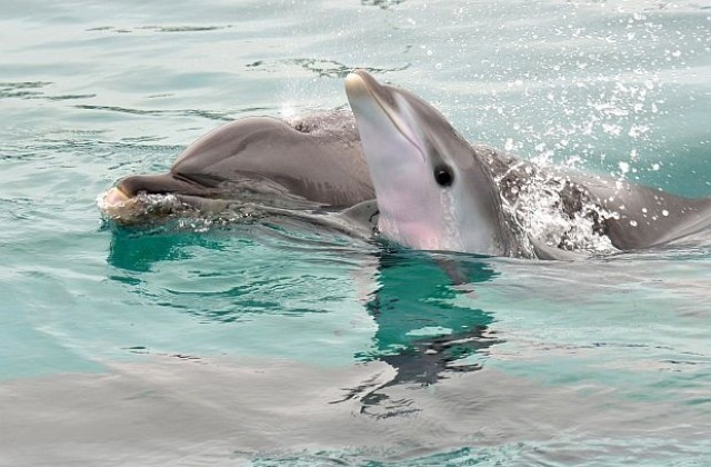 Десетки делфини се самоубиха на новозеландски плаж