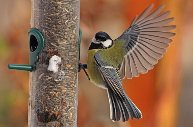 В Добрич за четвърти път се провежда зимно подхранване на птиците