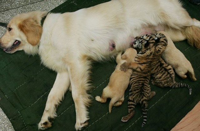 Куче кърми две сибирски тигърчета