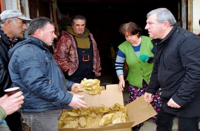 Изненадваща проверка на министър вдигна изкупната цена на тютюна в Хасковско