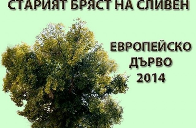 Старият бряст  продължава убедително да води в  надпреварата „Европейско дърво на годината”