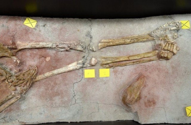 Археолози откриха скелет с тумор на 3200 години