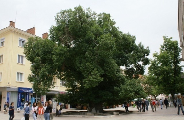 Стария бряст е Европейско дърво на годината