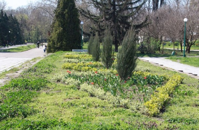 Неизвестен цветар си позна декоративните храсти в Крайдунавския парк