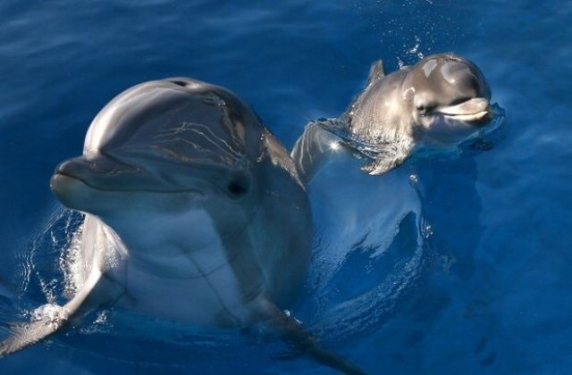 Пускат бойни делфини на САЩ и Русия в Черно море