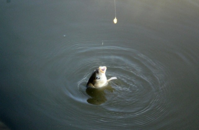 От 1 май се разрешава риболовът на щука и распер, а от 16 май на бяла риба
