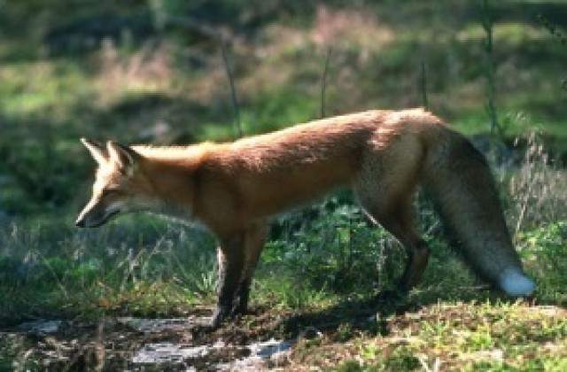 Започна пролетната вксинация против бяс при лисиците