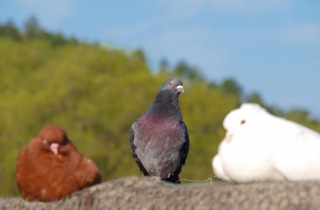 Природозащитници: Някой трови гълъбите край Стоматологията