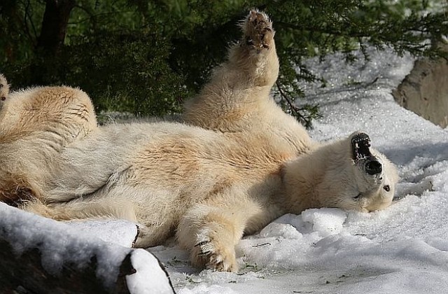 Видеоклип показва живота от гледната точка на полярна мечка (Видео)