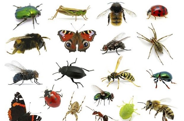 Хората дължат големия си мозък на яденето на насекоми