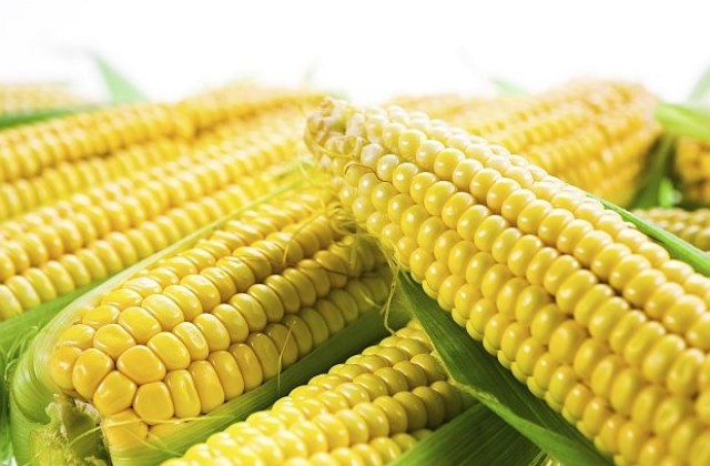 Защо сме заменили прекрасната дума кукуруз с изящната царевица?