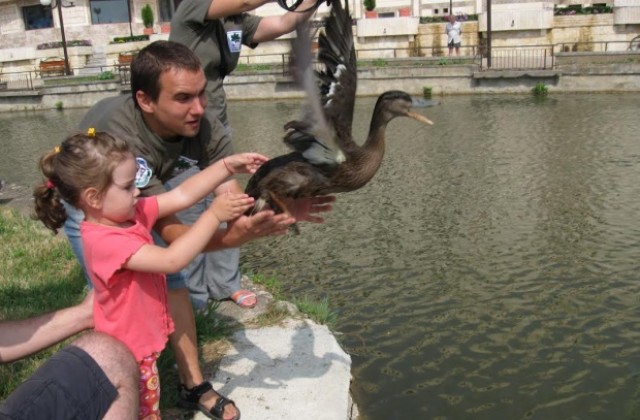 Пускат бели лебеди и зеленоглави патици в езеро "Загорка"