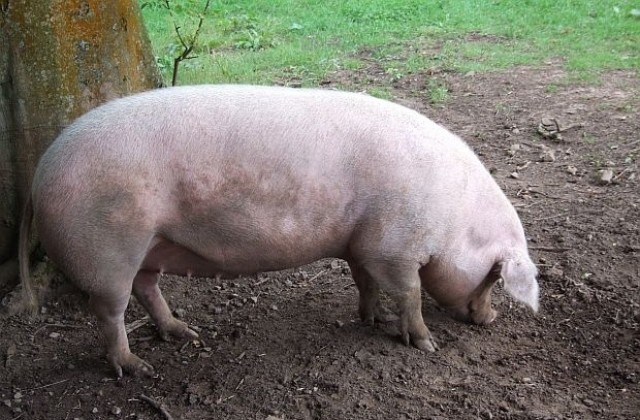 Швейцария забранява вноса на свинско месо от някои страни, сред които и България