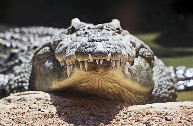 Мексикански кмет се ожени за крокодил за доброто на града