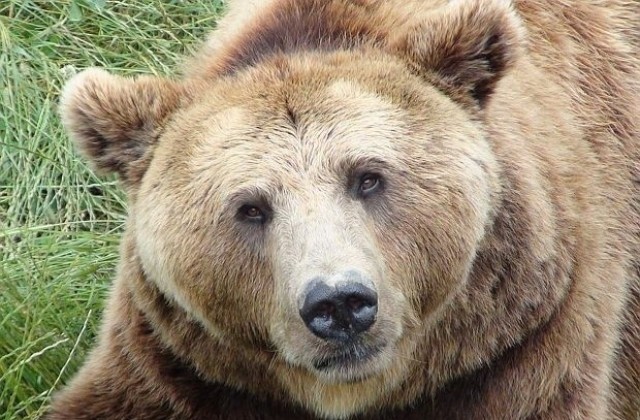 Ловят мечки със стъпкови и фотокапани в Родопите