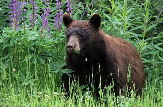Ловят мечки със стъпкови капани в Родопите
