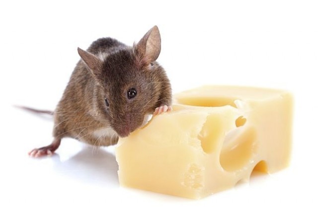 Откъде идва митът, че мишките обичат сирене?