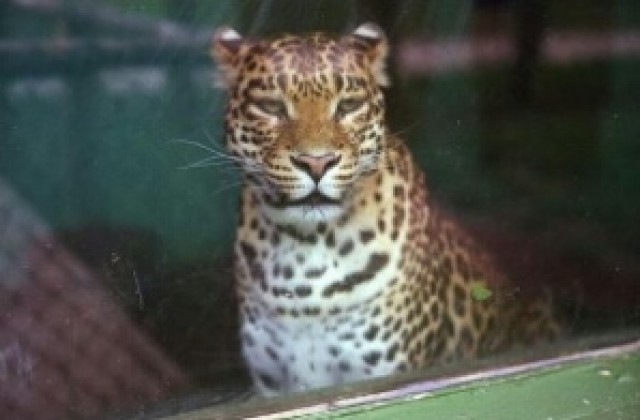 Застреляха избягалия ягуар от ловешкия зоопарк