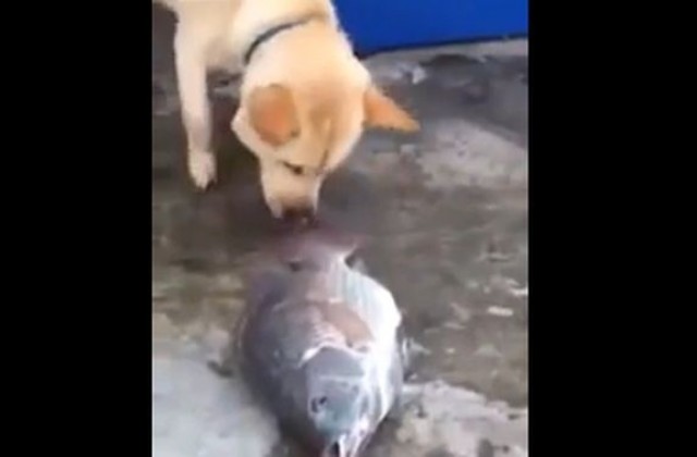 Куче се опита да спаси изхвърлени от водата риби (ВИДЕО)