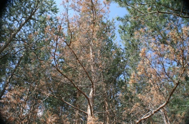 Старите гори в България стават все по-малко