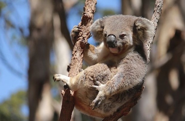 Човек спаси коала с изкуствено дишане