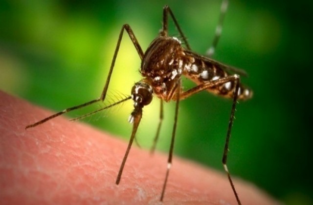 Здравните власти предупреждават за поява на тигрови комари