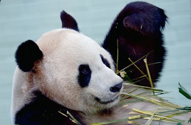 Гигантска панда симулира бременност за по-вкусна храна